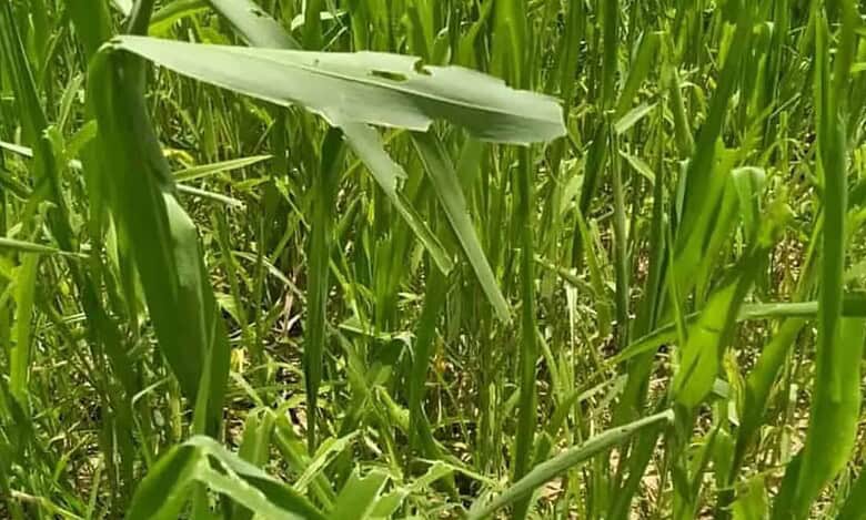 Rains damage crops over 2,200 hectares in Andhra Pradesh
