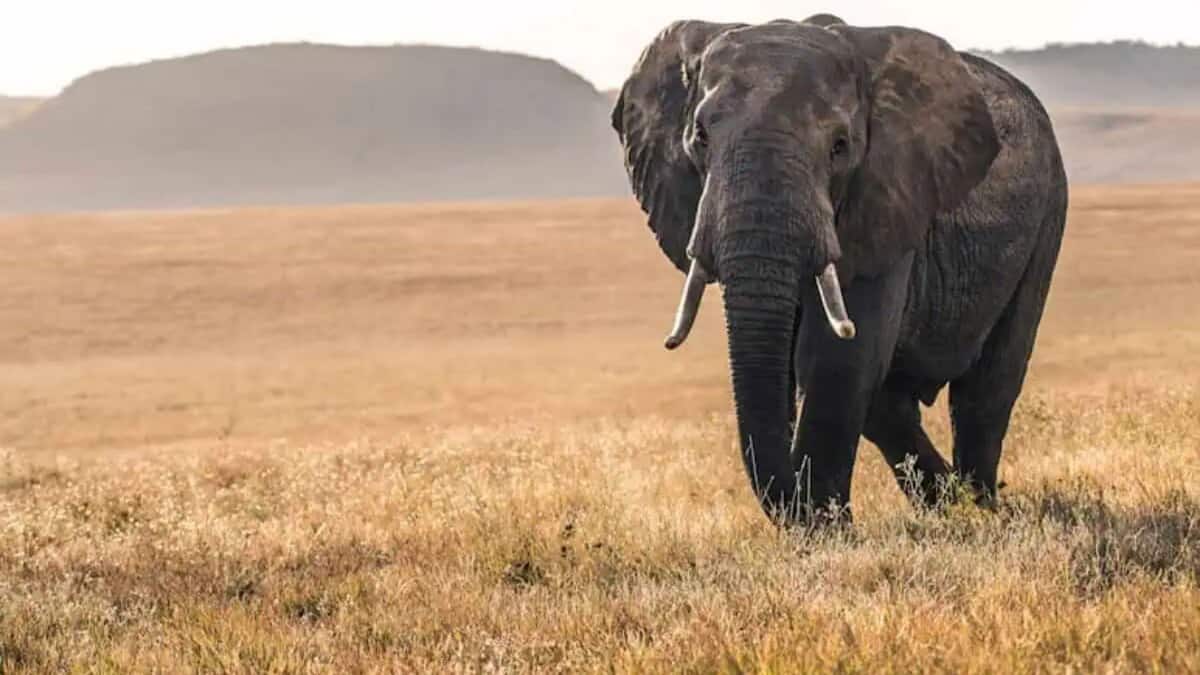 An African elephant with large tusks walks through golden grasslands with distant hills in the background under a clear sky.