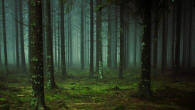 Representational Image of dense green forest