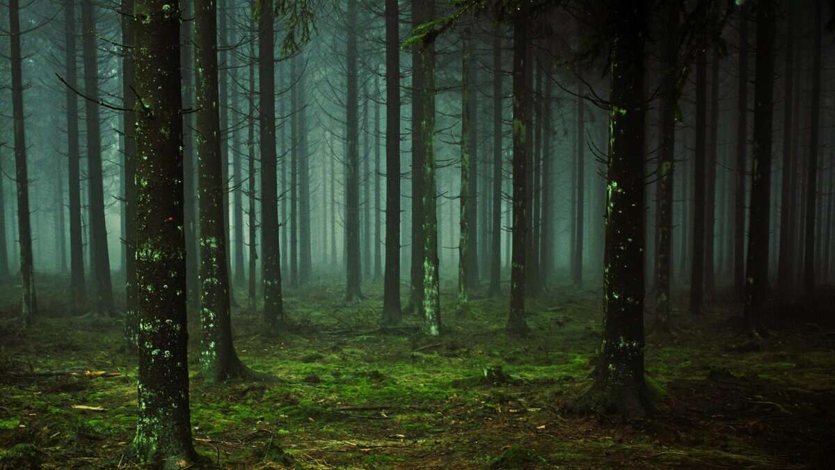 Representational Image of dense green forest