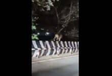 A Leopard walks on the crash barrier in Tirumala