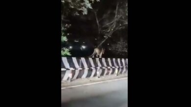 A Leopard walks on the crash barrier in Tirumala