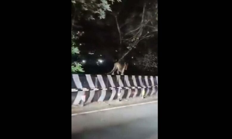 A Leopard walks on the crash barrier in Tirumala