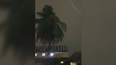Lightening struck a coconut tree