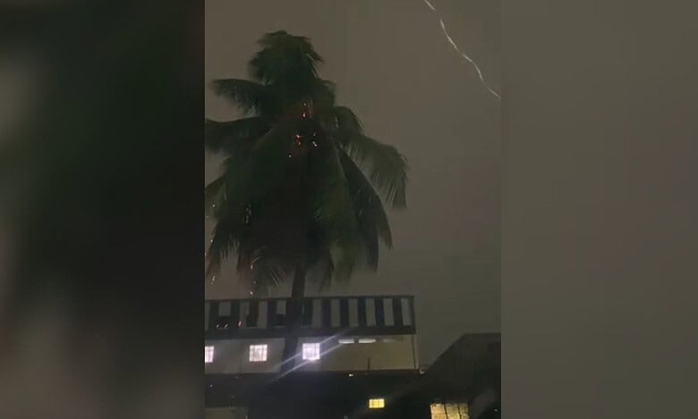 Lightening struck a coconut tree