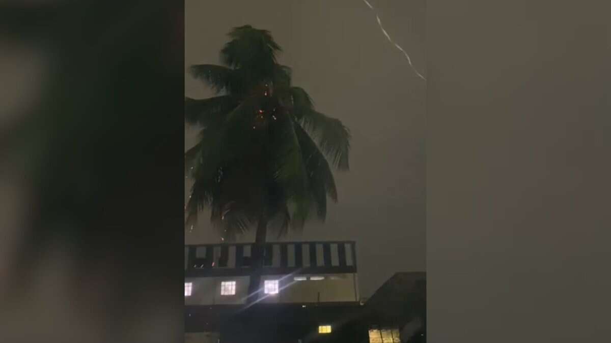 Lightening struck a coconut tree