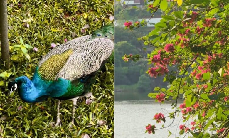 Glimpse of KBR Park and Lotus Pond