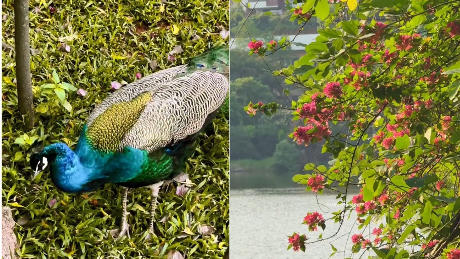 Glimpse of KBR Park and Lotus Pond