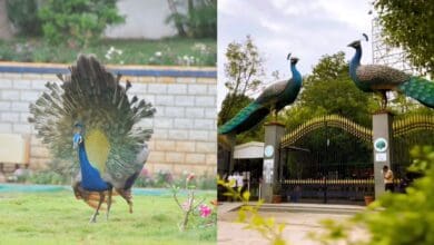 Monsoon's here early, where to spot peacocks in Hyderabad