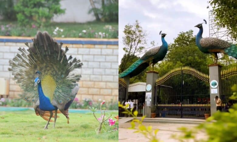 Monsoon's here early, where to spot peacocks in Hyderabad