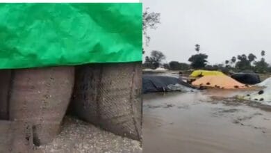 Heavy rains in Telangana damage paddy produce in procurement centres on Wednesday, May 21, 2025.