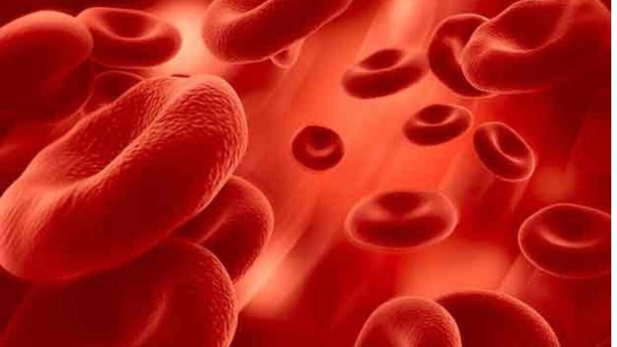 An Image of Red Blood Cells