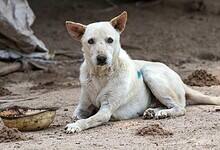 The image shows a picture of a stray dog for an attack story in Hyderabad