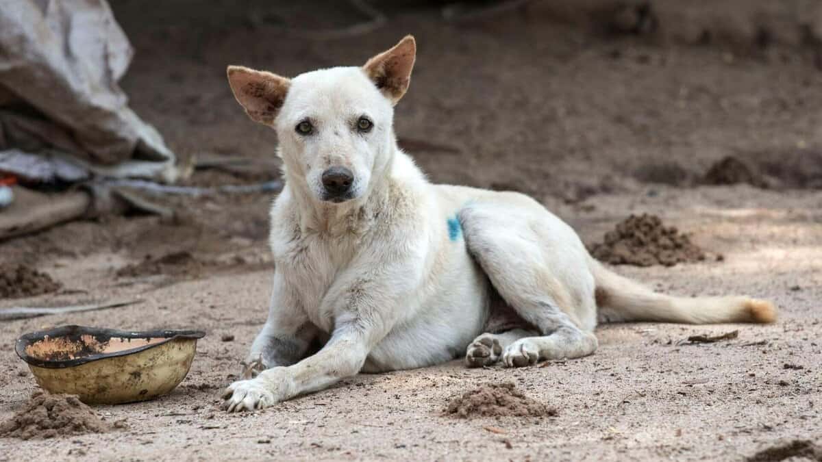 The image shows a picture of a stray dog