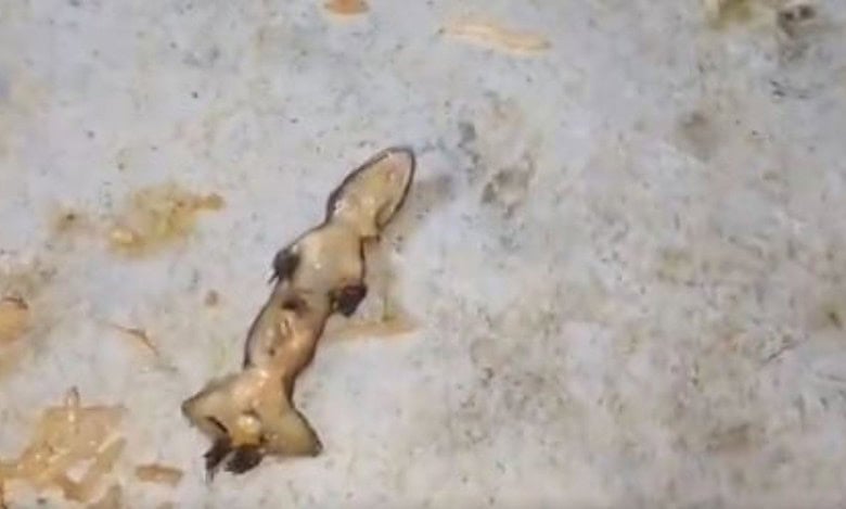 Image of a lizard found in a Biryani