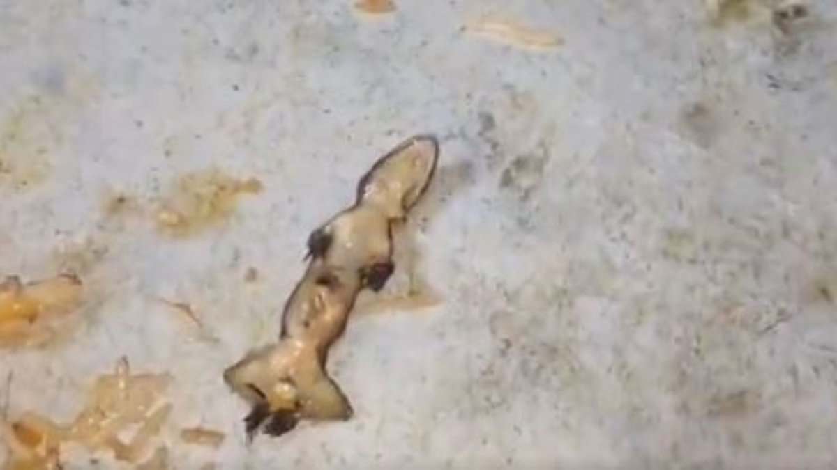 Image of a lizard found in a Biryani