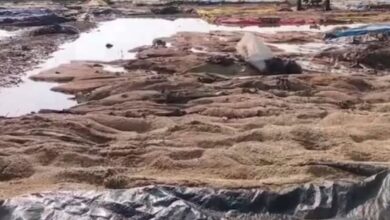 Farmers from the undivided Warangal district face heavy losses due to unseasonal rains on Friday, May 2, 2025.