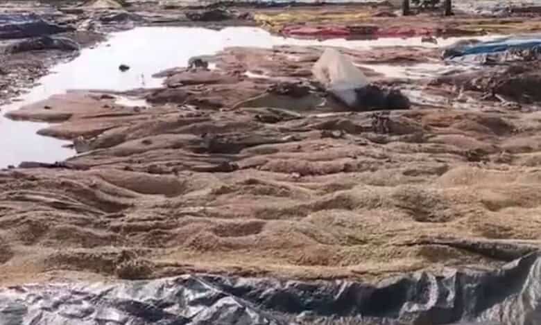 Farmers from the undivided Warangal district face heavy losses due to unseasonal rains on Friday, May 2, 2025.