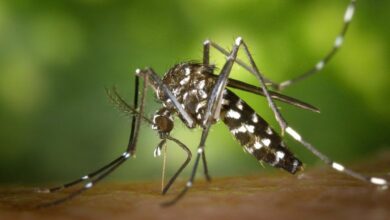 A Representational image for mosquito showcasing dengue