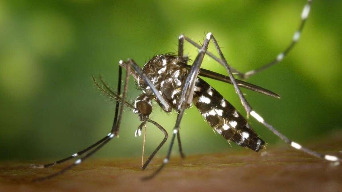 A Representational image for mosquito showcasing dengue