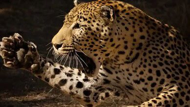 leopard