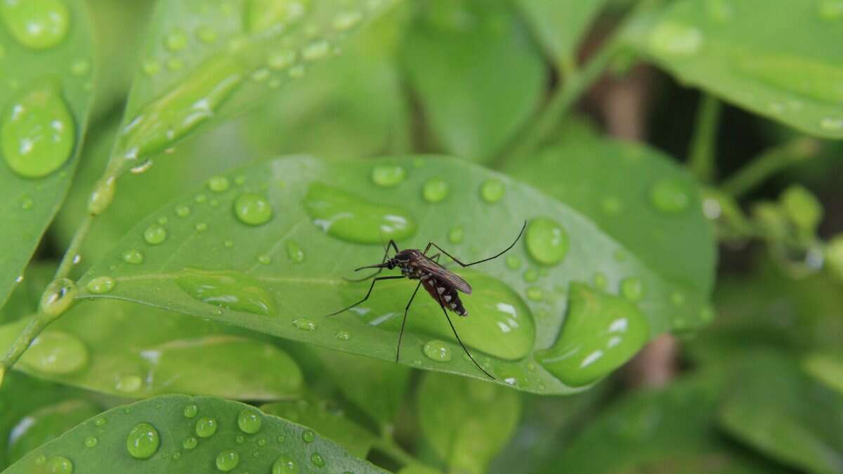Representational image of a mosquito resting on a leaf during Hyderabad’s rainy season