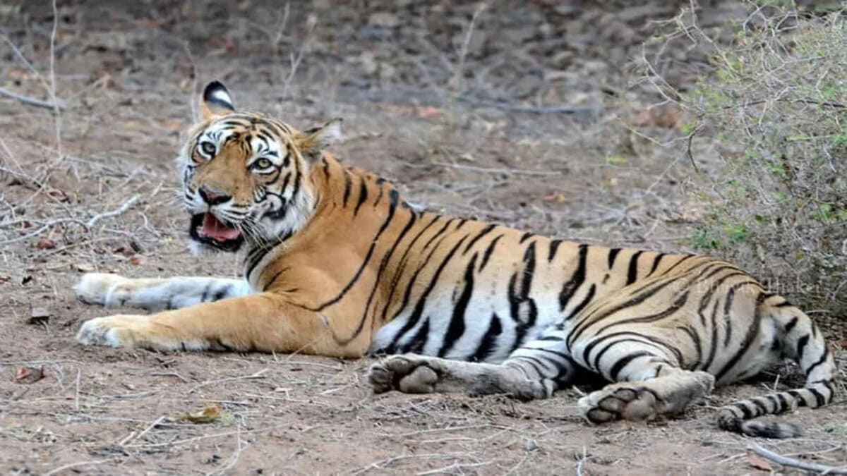 Tigress