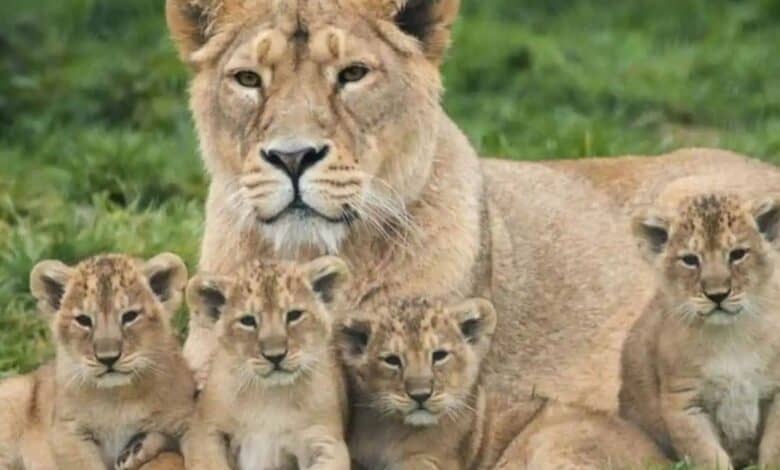 An Asiatic lioness with her cubs