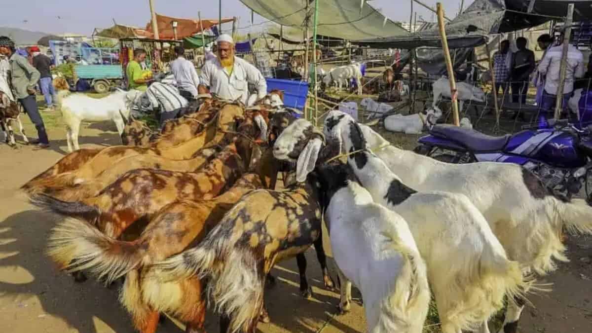 Bakra- goat- Eid ul Adha