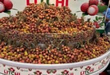 A large display of fresh litchi fruits in a wire basket at a market, with a backdrop featuring images of litchi and the word "LITCHI" in bold red letters. A person is partially visible shopping nearby.