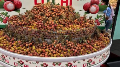 A large display of fresh litchi fruits in a wire basket at a market, with a backdrop featuring images of litchi and the word "LITCHI" in bold red letters. A person is partially visible shopping nearby.