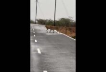 Cheetahs from Kuno national Park spotted in Madhya Pradesh
