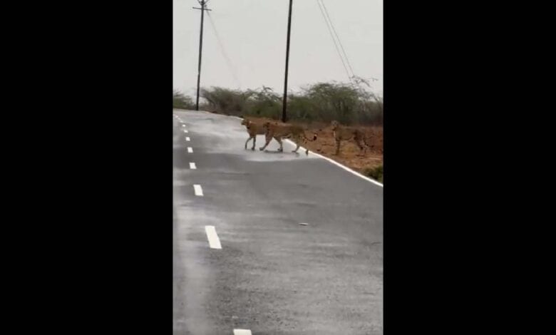 Cheetahs from Kuno national Park spotted in Madhya Pradesh