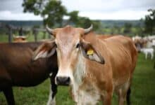 A cow with identification tags on its ears stands in a green pasture with other cattle in the background—used to illustrate a story on VHP's protest against cattle sale ahead of Bakrid in Hyderabad.