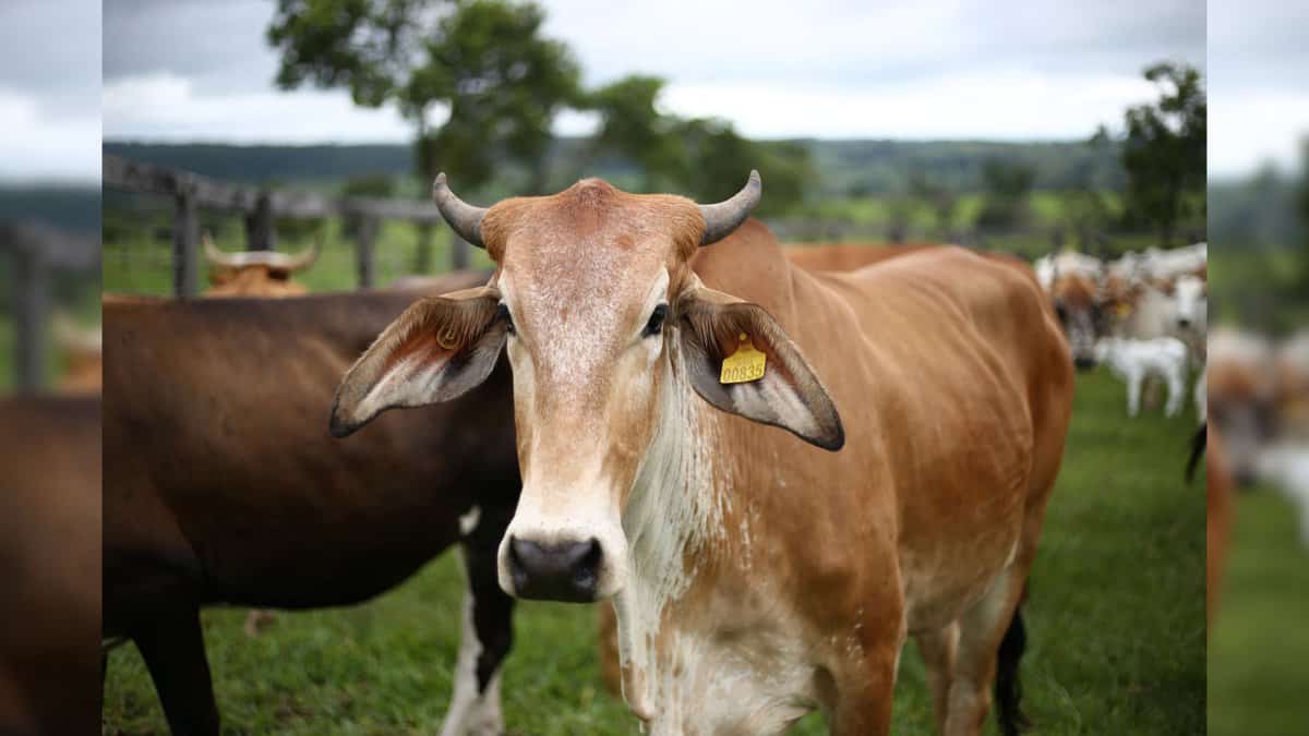 A cow with identification tags on its ears stands in a green pasture with other cattle in the background—used to illustrate a story on VHP's protest against cattle sale ahead of Bakrid in Hyderabad.