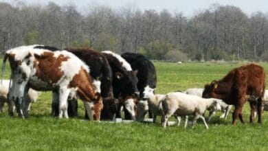 An image of Livestock used for representational purpose
