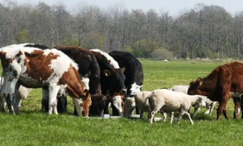 An image of Livestock used for representational purpose
