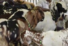 The image displays a picture of goats for sacrifice for Bakrid