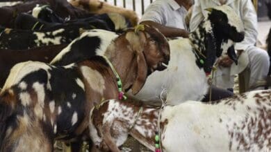 The image displays a picture of goats for sacrifice for Bakrid