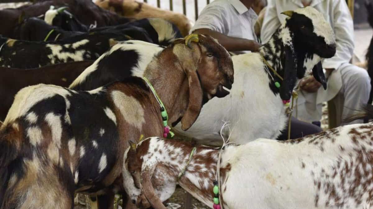 The image displays a picture of goats for sacrifice for Bakrid