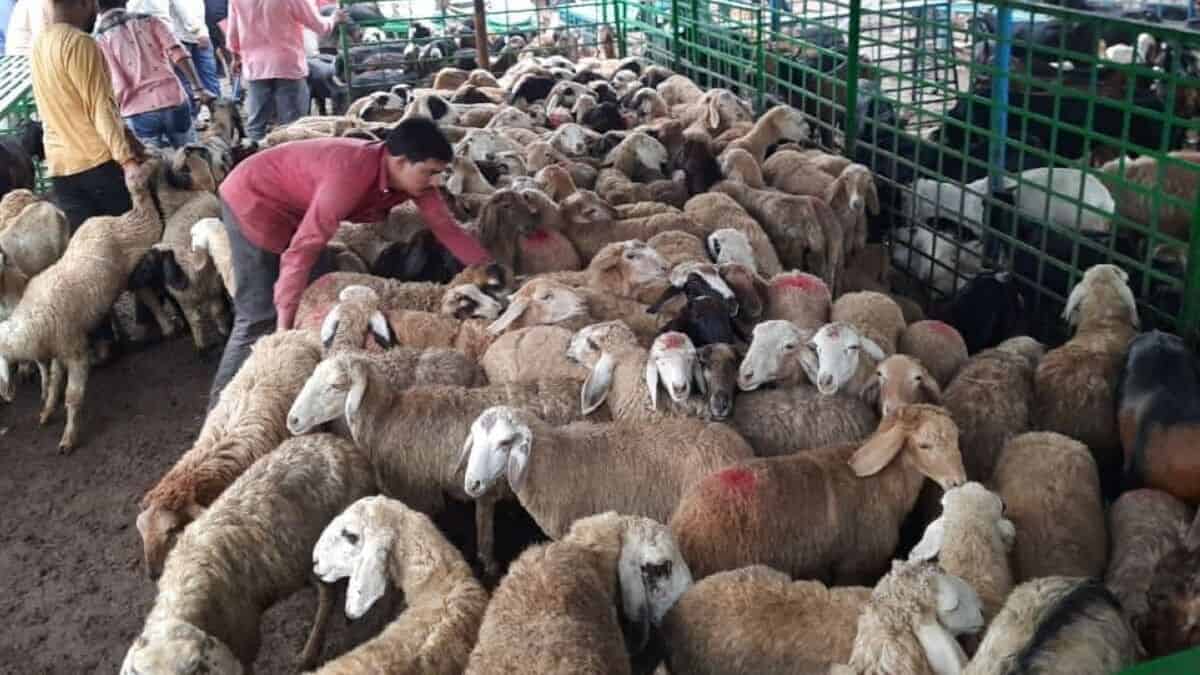 Qurbani services in Hyderabad ahead of Eid Al Adha 2025.