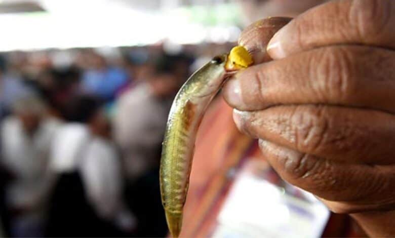 Image of fish prasadam distributed at nampally exhibition grounds