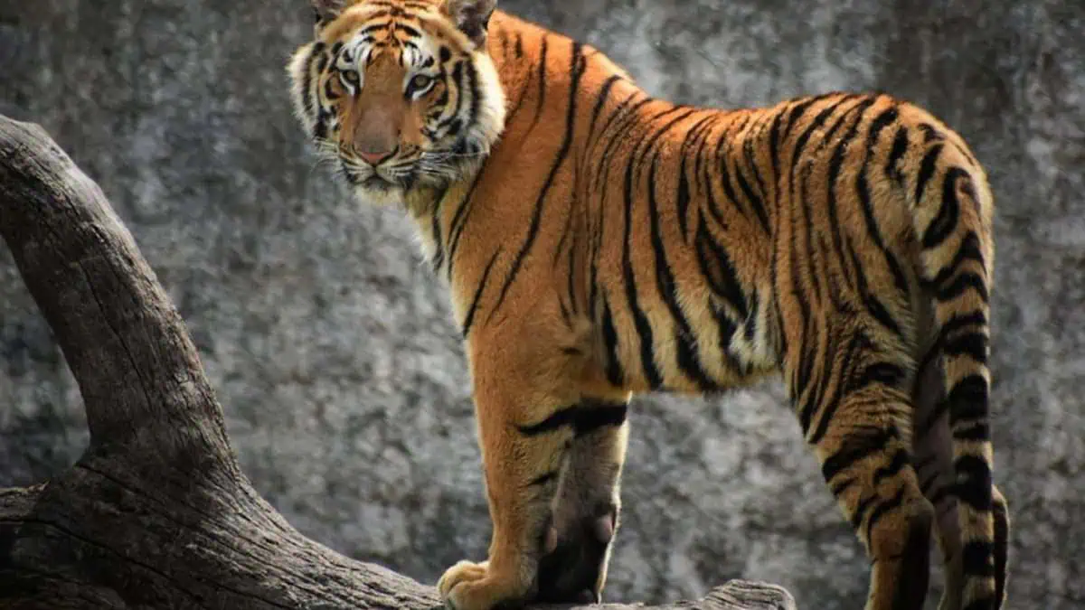 Tiger