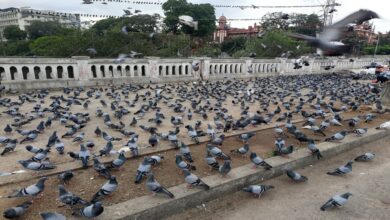 Pigeons on the Musallam Jung Bridge in Hyderabad