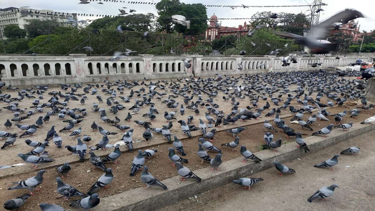 Pigeons on the Musallam Jung Bridge in Hyderabad