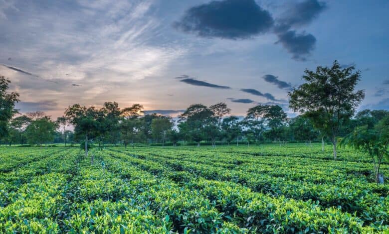 Assam Tea Leaves