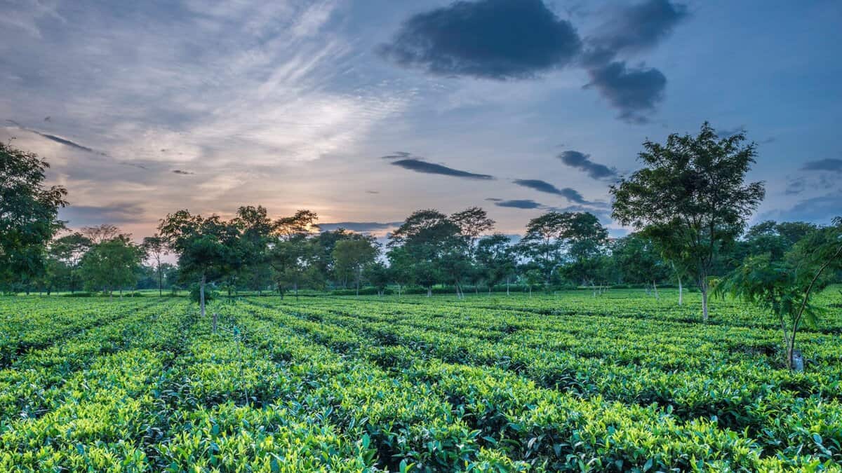 Assam Tea Leaves
