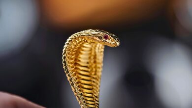 Close up photo of a cobra for a story of toddler biting a cobra to death in Bihar