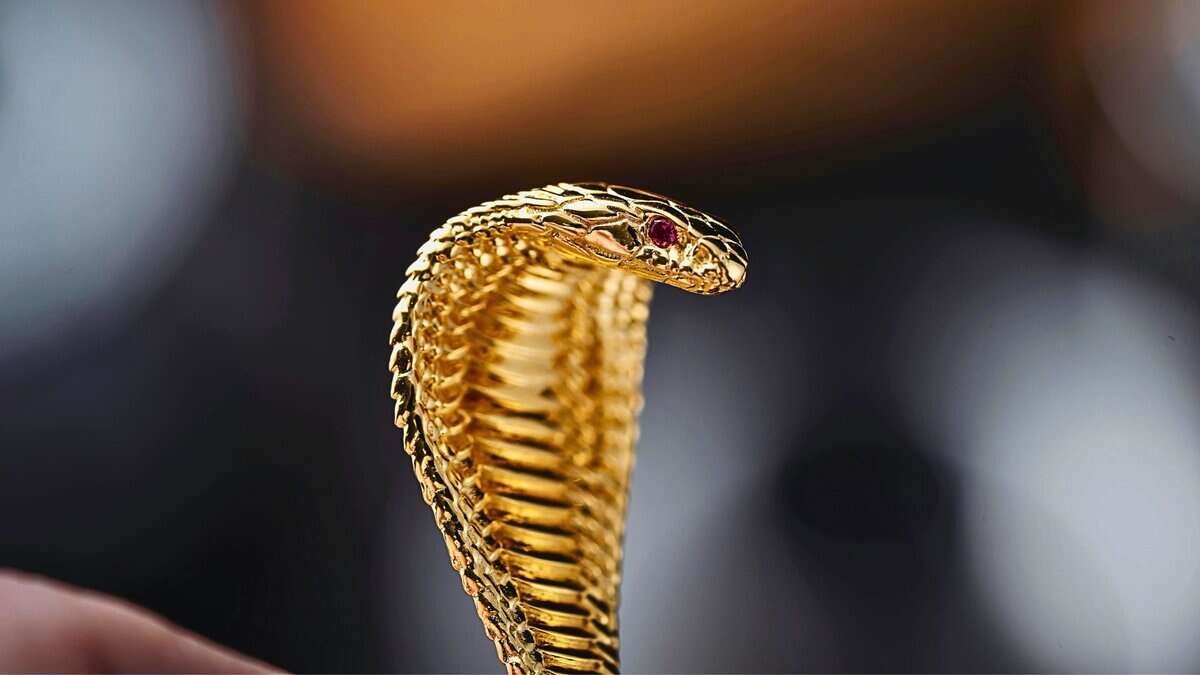 Close up photo of a cobra for a story of toddler biting a cobra to death in Bihar