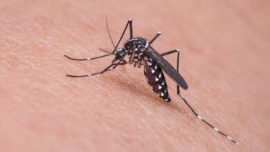 GHMC assures fogging and mosquito prevention steps within a week.